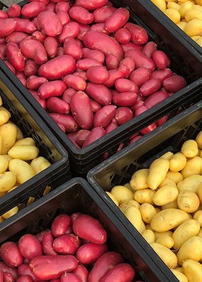 Various yellow and red Solanum potatoes sorted in bins