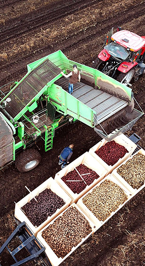 Potato sorting machine with sorted potatos in bins