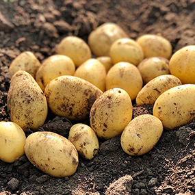 A Yellow Potato Variety in the Dirt